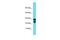 Probable gluconokinase antibody, PA5-46105, Invitrogen Antibodies, Western Blot image 