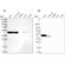 Reticulocalbin 1 antibody, NBP1-83483, Novus Biologicals, Western Blot image 