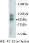 Chromogranin A antibody, MBS355098, MyBioSource, Western Blot image 