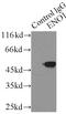 Enolase 1 antibody, FNab02764, FineTest, Immunoprecipitation image 