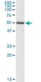 TEA Domain Transcription Factor 4 antibody, H00007004-M12, Novus Biologicals, Western Blot image 