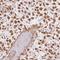 Forkhead Box R2 antibody, HPA057358, Atlas Antibodies, Immunohistochemistry paraffin image 