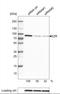 Ezrin antibody, NBP2-36760, Novus Biologicals, Western Blot image 