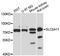 Solute Carrier Family 5 Member 11 antibody, LS-C748223, Lifespan Biosciences, Western Blot image 