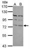 T-Box, Brain 1 antibody, NBP2-15133, Novus Biologicals, Western Blot image 