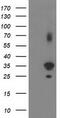Pleckstrin Homology Domain Containing A3 antibody, CF502927, Origene, Western Blot image 