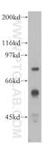 Interferon Alpha And Beta Receptor Subunit 1 antibody, 13083-1-AP, Proteintech Group, Western Blot image 