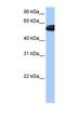 NOVA Alternative Splicing Regulator 1 antibody, NBP1-57397, Novus Biologicals, Western Blot image 