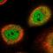 NSFL1 Cofactor antibody, HPA050628, Atlas Antibodies, Immunofluorescence image 