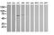 Chromogranin A antibody, NBP2-46282, Novus Biologicals, Western Blot image 