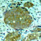 Nuclear Factor Kappa B Subunit 1 antibody, AP0417, ABclonal Technology, Immunohistochemistry paraffin image 