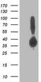 Aldolase, Fructose-Bisphosphate B antibody, TA502804S, Origene, Western Blot image 