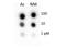 Histone Cluster 4 H4 antibody, A14495, Boster Biological Technology, Western Blot image 