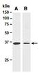Activating Transcription Factor 1 antibody, orb66962, Biorbyt, Western Blot image 
