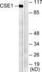 Chromosome Segregation 1 Like antibody, LS-B7593, Lifespan Biosciences, Western Blot image 