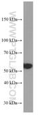 Phosphatase And Tensin Homolog antibody, 60300-1-Ig, Proteintech Group, Western Blot image 