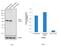 Polo Like Kinase 1 antibody, GTX15779, GeneTex, Western Blot image 