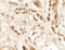 Siglec-15 antibody, A14323, Boster Biological Technology, Immunohistochemistry frozen image 