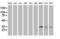 Sirtuin 5 antibody, LS-C173168, Lifespan Biosciences, Western Blot image 