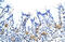 Chorionic somatomammotropin hormone antibody, 29-269, ProSci, Immunohistochemistry frozen image 