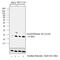 Histone Cluster 4 H4 antibody, PA5-40092, Invitrogen Antibodies, Western Blot image 