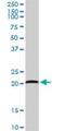 ADP Ribosylation Factor Like GTPase 11 antibody, H00115761-D01P, Novus Biologicals, Western Blot image 