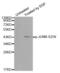 JunB Proto-Oncogene, AP-1 Transcription Factor Subunit antibody, abx000423, Abbexa, Western Blot image 