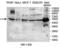 SS-A antibody, MBS416454, MyBioSource, Immunohistochemistry frozen image 