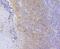 Heat Shock Protein Family A (Hsp70) Member 8 antibody, NBP2-67335, Novus Biologicals, Immunohistochemistry paraffin image 