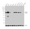 Aldehyde Dehydrogenase 1 Family Member A1 antibody, PA5-35152, Invitrogen Antibodies, Western Blot image 