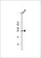 Family With Sequence Similarity 3 Member B antibody, 62-524, ProSci, Western Blot image 