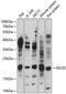 Interferon-stimulated gene 20 kDa protein antibody, 15-700, ProSci, Western Blot image 