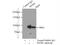 SH2B Adaptor Protein 1 antibody, 12226-1-AP, Proteintech Group, Immunoprecipitation image 