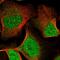 Apolipoprotein L2 antibody, HPA001078, Atlas Antibodies, Immunofluorescence image 