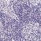 Pappalysin-2 antibody, PA5-53798, Invitrogen Antibodies, Immunohistochemistry paraffin image 