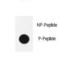 Quiescin Sulfhydryl Oxidase 1 antibody, LS-C163676, Lifespan Biosciences, Dot Blot image 