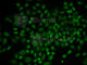 RAD54 Like 2 antibody, A6144, ABclonal Technology, Immunofluorescence image 