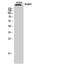 Nuclear Mitotic Apparatus Protein 1 antibody, STJ94575, St John