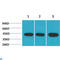 Actin Alpha Cardiac Muscle 1 antibody, LS-C814194, Lifespan Biosciences, Western Blot image 
