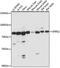 Spire Type Actin Nucleation Factor 2 antibody, 16-665, ProSci, Western Blot image 