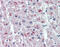N-Acylsphingosine Amidohydrolase 1 antibody, 51-886, ProSci, Immunohistochemistry frozen image 