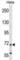 Myotubularin Related Protein 14 antibody, abx029552, Abbexa, Western Blot image 