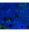 Thrombomodulin antibody, 53-1411-82, Invitrogen Antibodies, Immunofluorescence image 