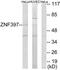 Zinc Finger Protein 397 antibody, TA312646, Origene, Western Blot image 