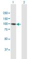 G Protein Nucleolar 2 antibody, H00029889-B01P, Novus Biologicals, Western Blot image 