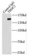 THO Complex 2 antibody, FNab08667, FineTest, Immunoprecipitation image 