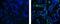 Actin Alpha 2, Smooth Muscle antibody, 53-9760-80, Invitrogen Antibodies, Immunofluorescence image 