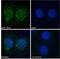 Dynein Light Chain LC8-Type 1 antibody, 45-487, ProSci, Immunofluorescence image 