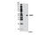 WD Repeat Domain, Phosphoinositide Interacting 2 antibody, 8567S, Cell Signaling Technology, Western Blot image 