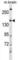 HECT, C2 And WW Domain Containing E3 Ubiquitin Protein Ligase 2 antibody, abx029004, Abbexa, Western Blot image 